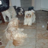 Turbo,Luna en Bindy.
