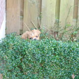 Tommy's verstopplek in de tuin..