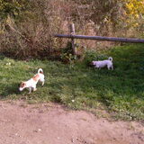 puk en fief