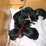 Dit zijn mijn puppies, ik zorg heel goed voor ze en ben stapelgek op ze.