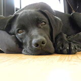 Rufo