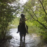Als we gaan wandelen in de bossen, komen we ook altijd paarden tegen…