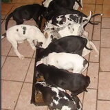 Dit is het volledige nest van Bruno. 13 stuks..