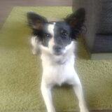 lieve kleine snoopy(L)