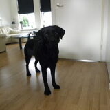 Lief