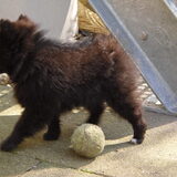 fluffy 9 weken