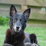 Onze Joy, helaas overleden, maar nog steeds in ons hart.