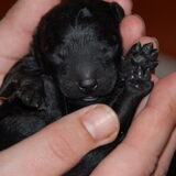 We weten nog niet welke van de 8 pups voor ons bestemd is