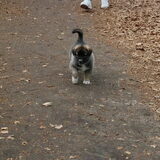 TANQ in het bos