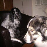 sam en dieske