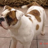 onze Old englishe bulldog Jesse 9 maand nu.