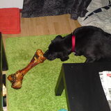 Een klein cadeautje voor het lieve hondje