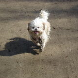 Montie na 2 dagen kapper... Modderbad in 't Bos !!!!