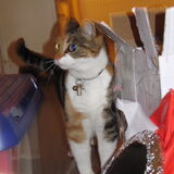 Dit is Sandy, de poes. Ik vind haar wel aardig, zij mij helaas wat…