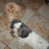 Foto van liesbeth,Turbo,Luna, Levi en Faith