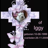 Het kruisje van Iggy.