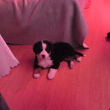 Foto van Dennis