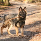 shana in het bos een stok is alles voor haar.