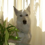 Wereld hond,is er niet meer.