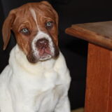 Brock 10 weekjes