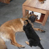 Benji (9 weken) spelen met Ringo (9 maanden)