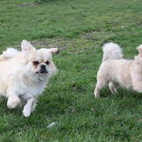 wegwezen!!!!! Dary links Vajco rechts