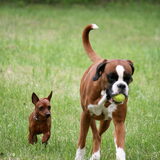 Kyra is gek met grote honden...