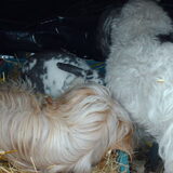 Luna en Turbo met Sammy aan het spelen