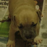 Is dit kleine Juno?