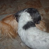 Foto van liesbeth,Turbo,Luna, Levi en Faith