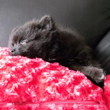 fluffy slaapt