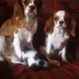 mijn drie lieverds