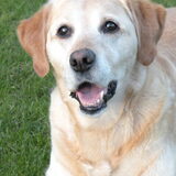 Eline