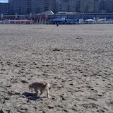 sita op het strand bij scheveningen