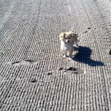 sita op het strand