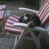 Joey wilde buiten in de zon maar hield ons wel in de gaten.