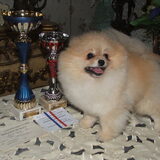 junior ch bugati petit poms op een show in frankrijk beste van het ras…