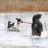 aïcha ( hond van mijn ouders) met sacha ( hond van mijn zus)
