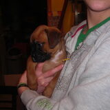 Zora, 6 weken oud