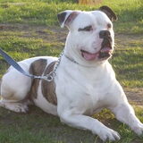 Foto van Hot & Famousbulls.nl