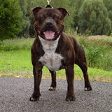 Bronxton zoltan familie van djairo.......heeft alles gewonnen wat er te…