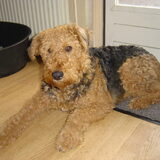 onze lieve sanne