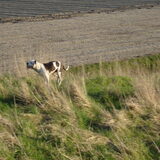 Wandelen Haringvliet