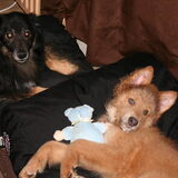 Perro en Paco in siesta. Paco was toen net 1 week bij ons.