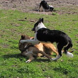Stoeien met Maggie.