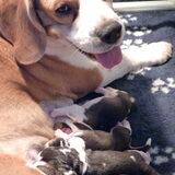 Bo en haar pups, geboren op 11-04-2010