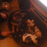Samen met Gismo in de hondenmand