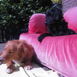Foto van Laura met Finn en Fae