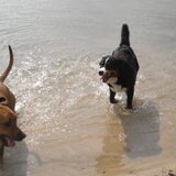Heerlijk dollen in het water ...