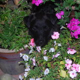 Tussen de bloemen